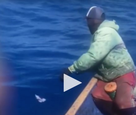 Ngư dân bắt cá bằng tay nhanh như chớp, gây chấn động cư dân mạng 